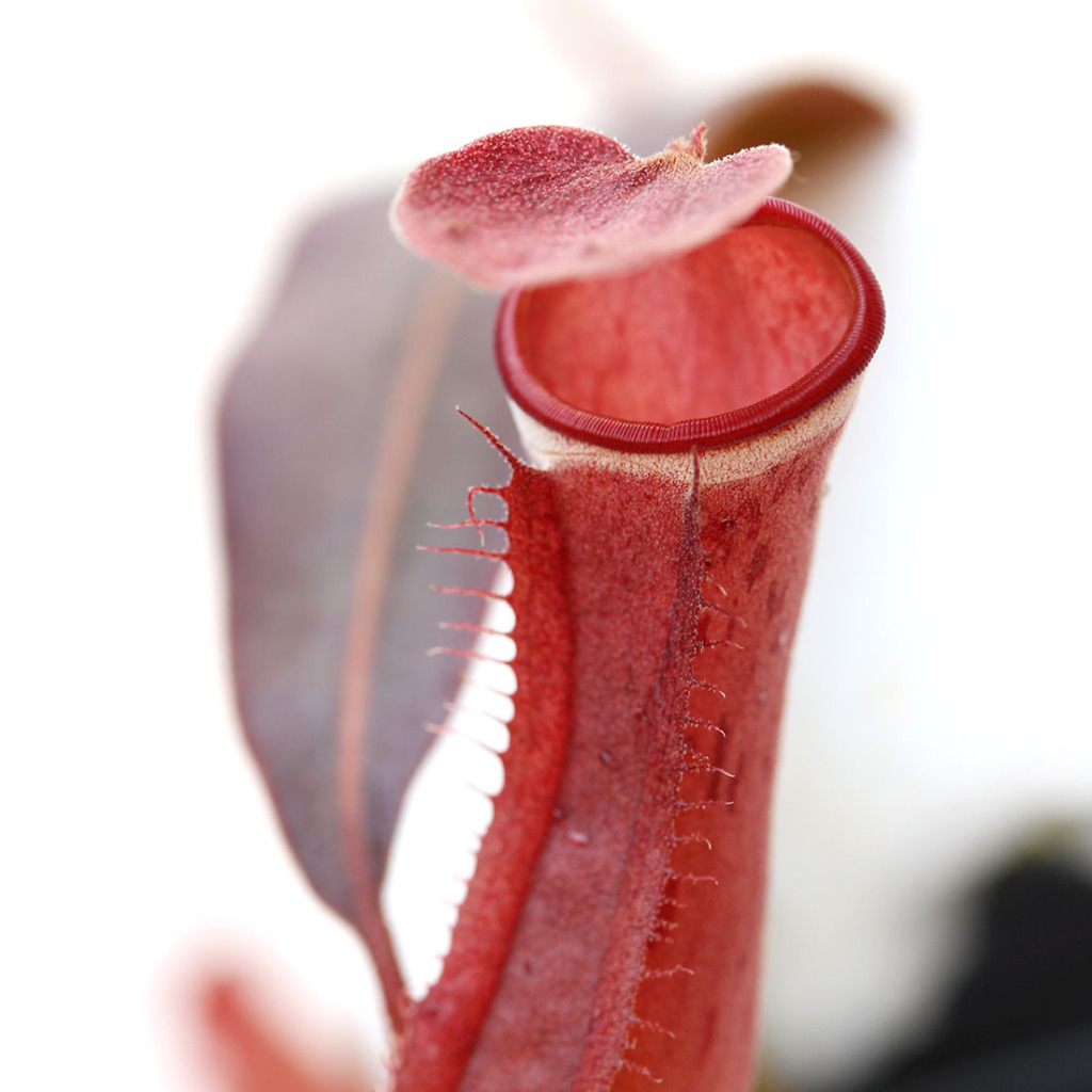 Tropical Pitcher Plants (Nepenthes) - Carnivorous Plants | Curious Plant