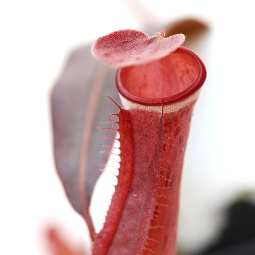 Nepenthes albomarginata 'Penang' Pitcher Plant Carnivorous Plants