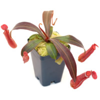 Nepenthes albomarginata 'Penang' Pitcher Plant Carnivorous Plants