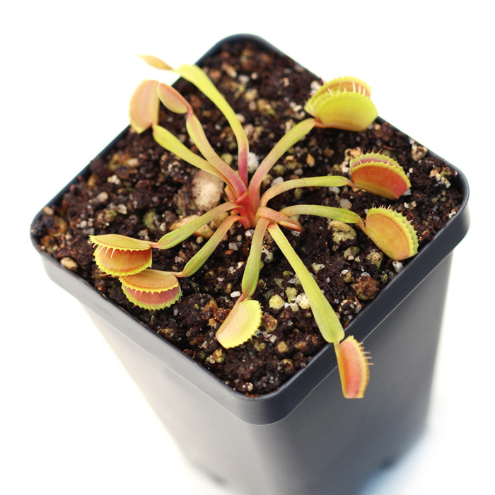 Dionaea muscipula 'Belzebub' Venus Flytrap Carnivorous Plants