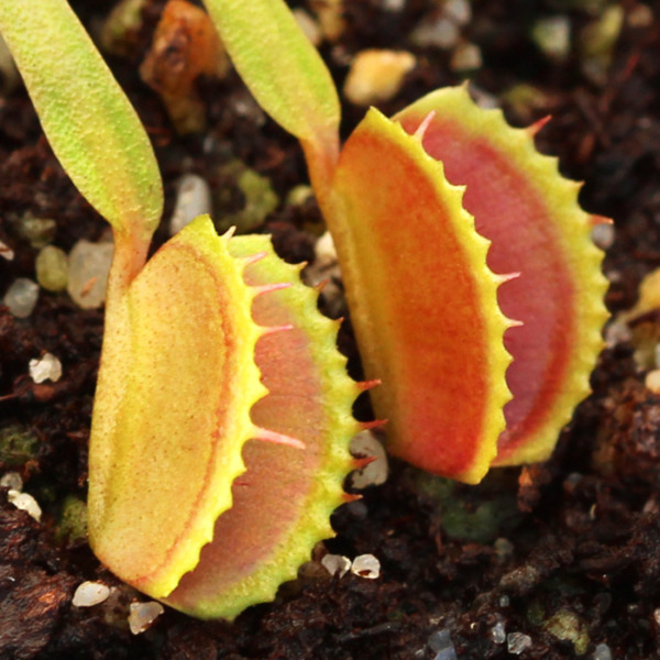 Venus Flytraps (Dionaea muscipula) - Carnivorous Plants | Curious Plant