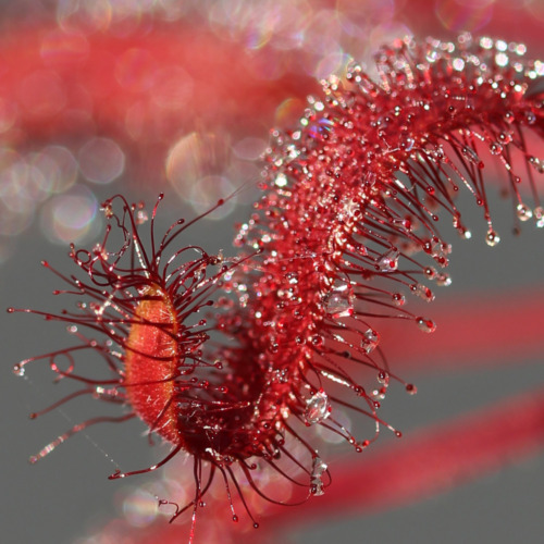 Drosera capensis 'Beet' - Cape Sundew | Curious Plant