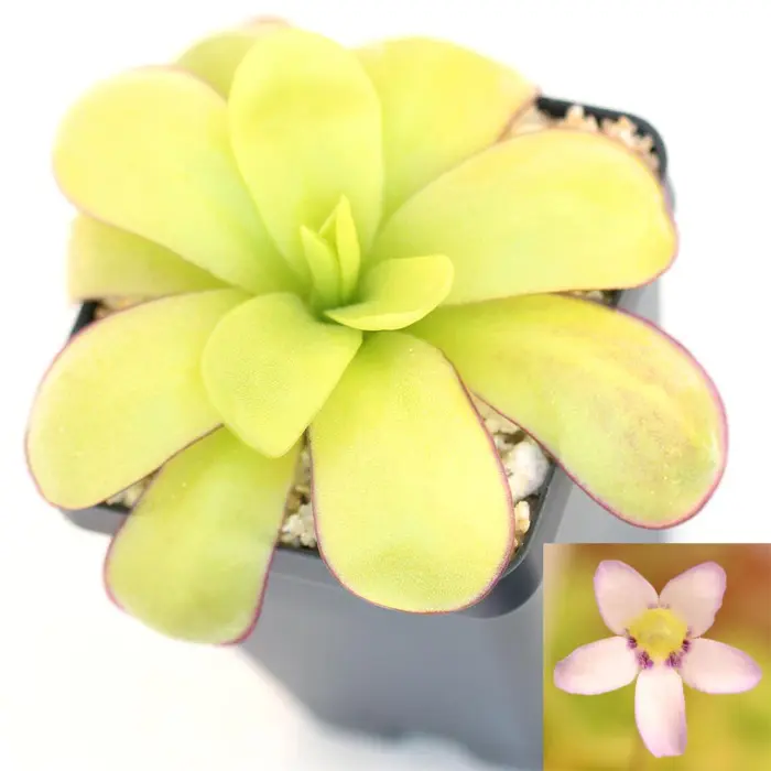 Pinguicula ibarrae Butterwort Carnivorous Plants