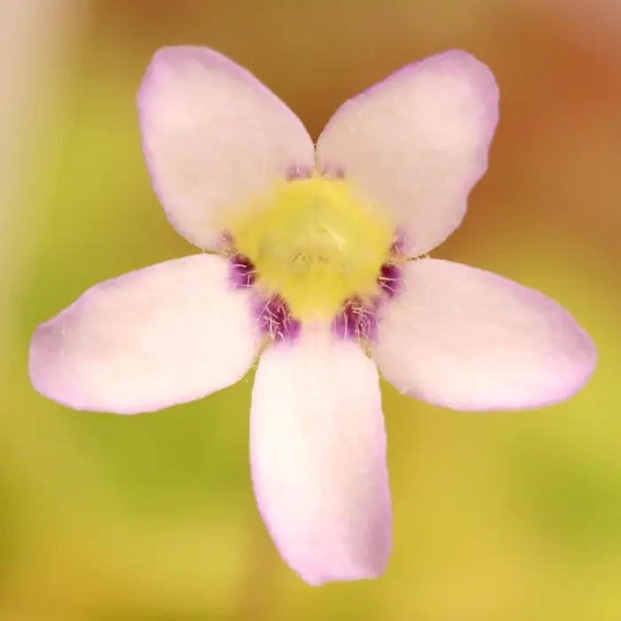 Pinguicula ibarrae Butterwort Carnivorous Plants