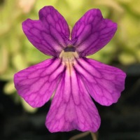 Pinguicula 'Seductora' Butterwort Carnivorous Plants