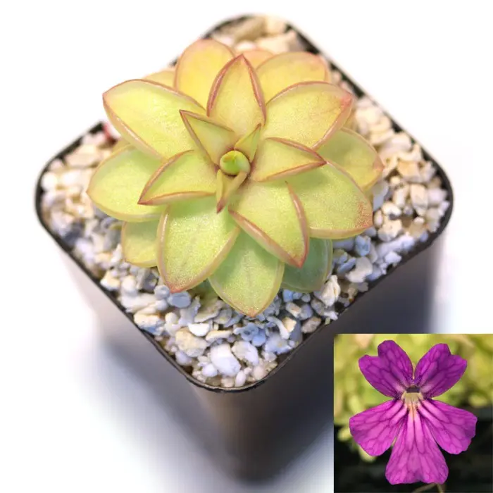 Pinguicula 'Seductora' Butterwort Carnivorous Plants
