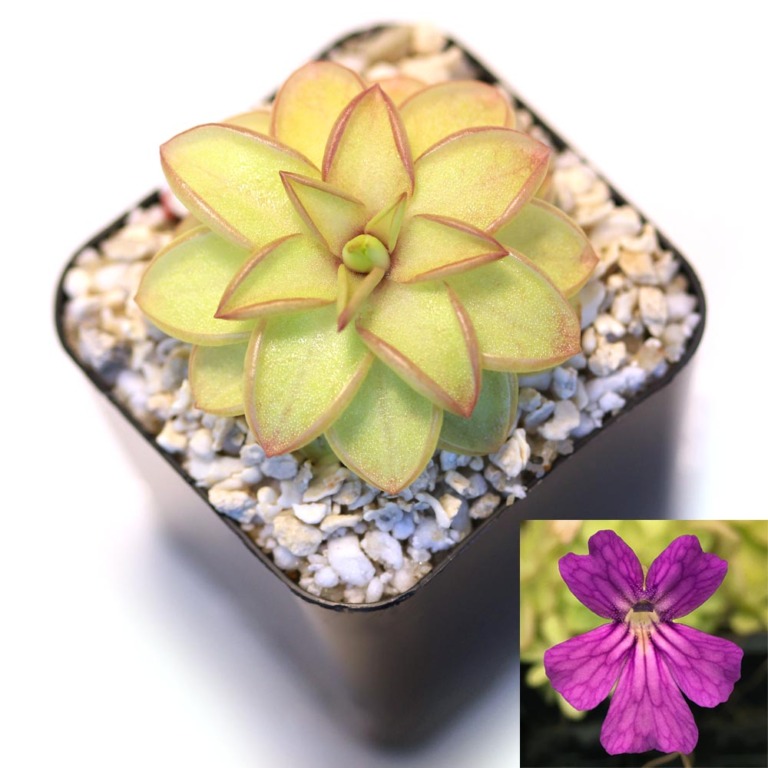 Pinguicula 'Seductora' Mexican Butterwort Hybrid Curious Plant