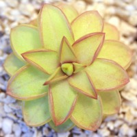 Pinguicula 'Seductora' Butterwort Carnivorous Plants
