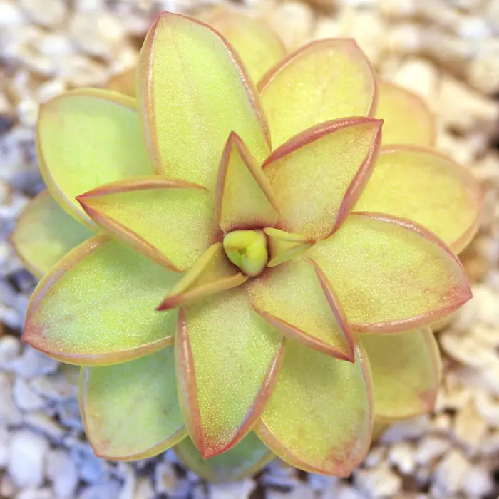 Pinguicula 'Seductora' Butterwort Carnivorous Plants