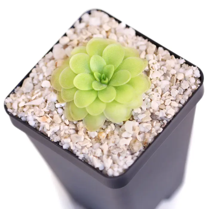 Pinguicula 'BPC Golden Eye' Butterwort Carnivorous Plants
