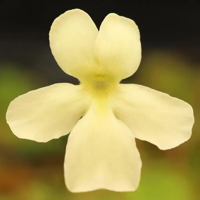 Pinguicula 'BCP Golden Eye' Butterwort Carnivorous Plants
