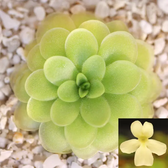 Pinguicula 'BCP Golden Eye' Butterwort Carnivorous Plants