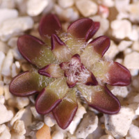 Pinguicula nivalis 'Zaragoza, Mexico'