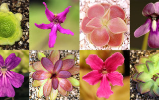 Tropical and Mexican Butterwort Care