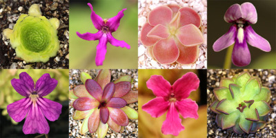 Tropical and Mexican Butterwort Care