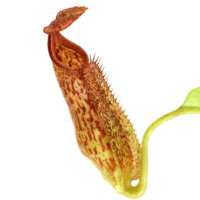 Nepenthes eymae