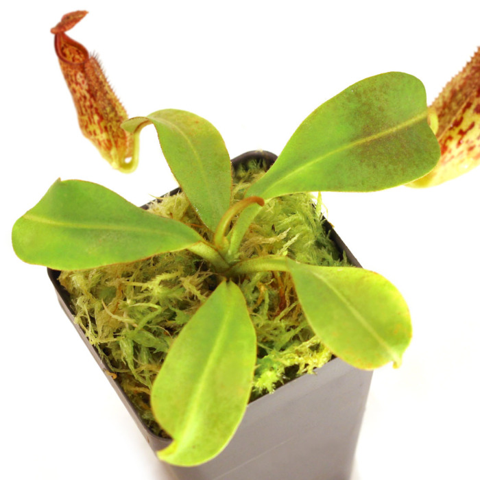 Nepenthes eymae Pitcher Plant Carnivorous Plants