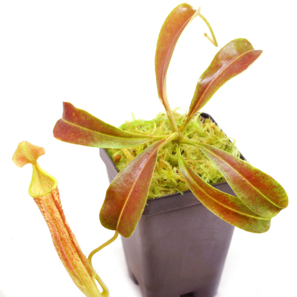 Nepenthes maxima 'Wavy Leaf' - Tropical Pitcher Plant | Curious Plant