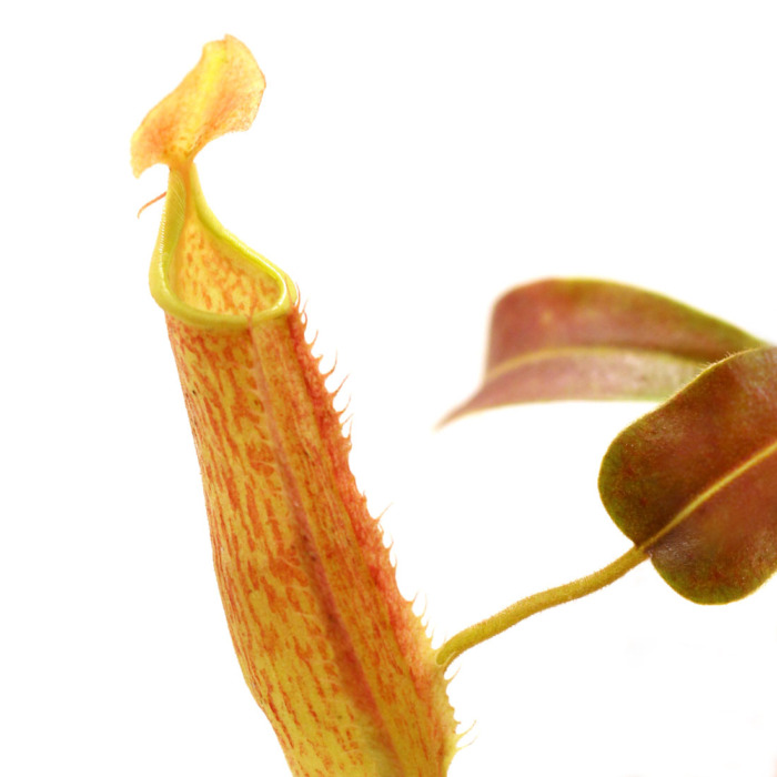 Nepenthes maxima 'Wavy Leaf' Pitcher Plant Carnivorous Plants