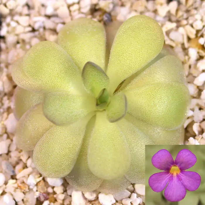 Pinguicula agnata x cyclosecta Butterwort Carnivorous Plants