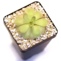 Pinguicula agnata x cyclosecta Butterwort Carnivorous Plants