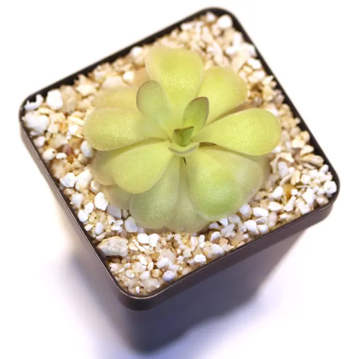 Pinguicula agnata x cyclosecta Butterwort Carnivorous Plants