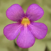 Pinguicula agnata x cyclosecta Butterwort Carnivorous Plants