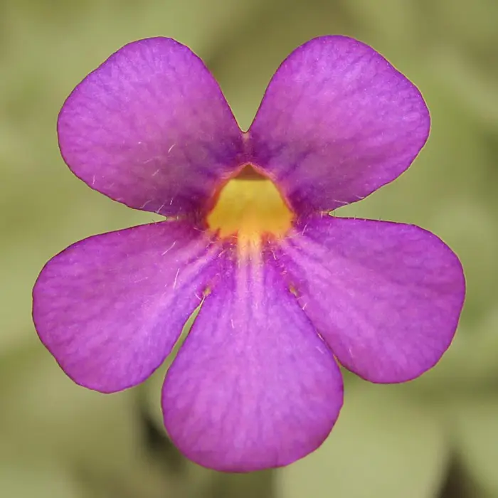 Pinguicula agnata x cyclosecta Butterwort Carnivorous Plants