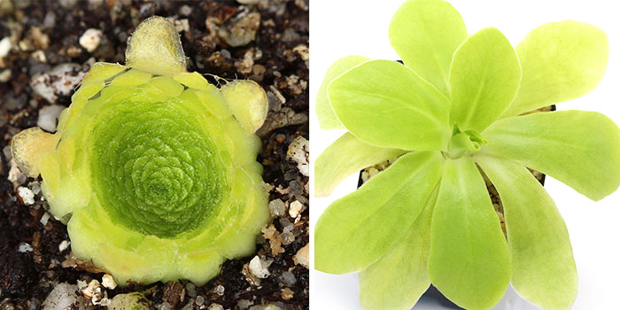 Pinguicula colimensis - Succulent Phase vs Carnivorous Phase