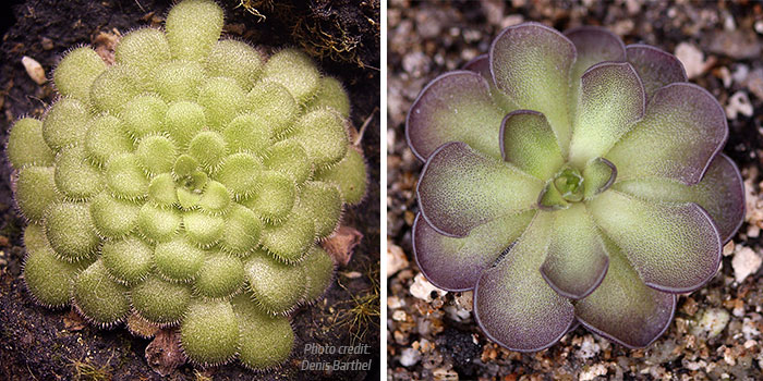 Pinguicula cyclosecta - Succulent Phase vs Carnivorous Phase