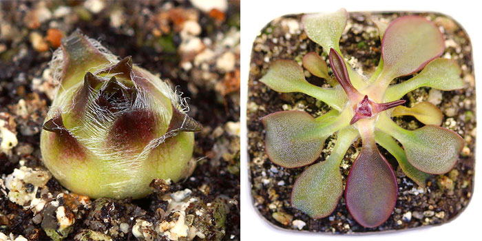 Pinguicula parvifolia - Succulent Phase vs Carnivorous Phase