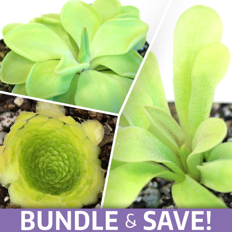 Green Goblins Butterwort Collection Curious Plant