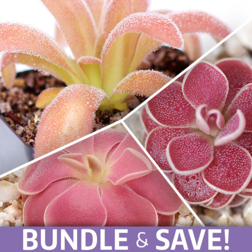 Pink Passion Butterwort Collection