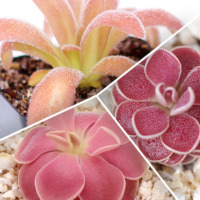 Pink Passion Butterwort Collection