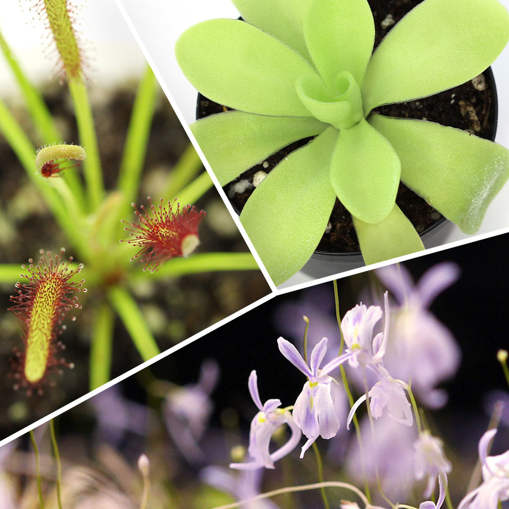 Carnivorous Plants For Sale Buy Sundews, Butterworts, Flytraps and more!