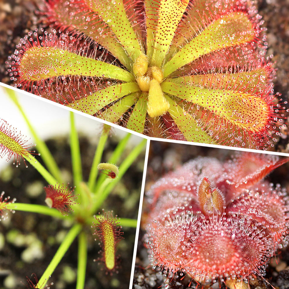 Carnivorous Plant Bundles Curious Plant