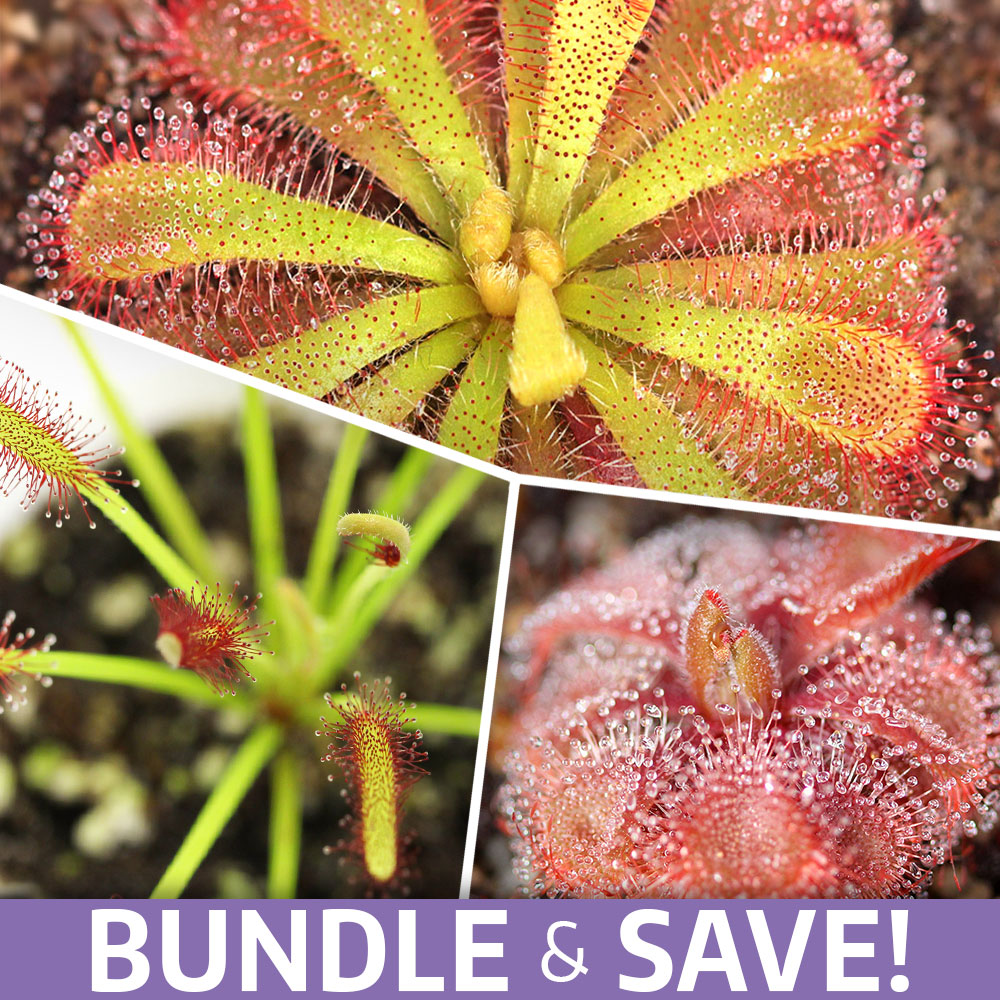 Carnivorous Starter Pack - Sundew, Sarracenia, Flytrap Small