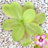 Pinguicula 'Bugbane'
