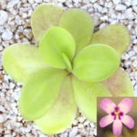 Pinguicula 'Gina'