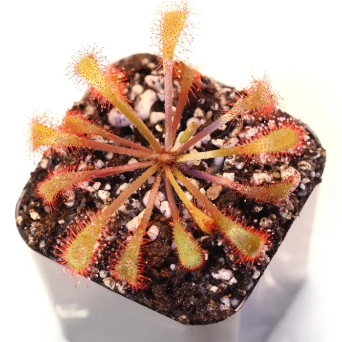 Drosera collinsiae 'Fairyland, South Africa' Sundew Carnivorous Plants