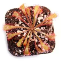 Drosera collinsiae 'Fairyland, South Africa' Sundew Carnivorous Plants