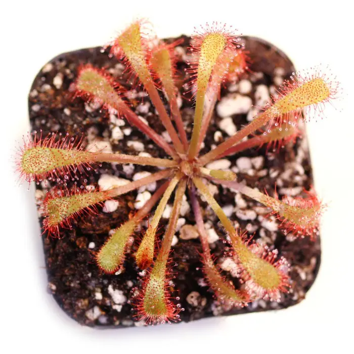Drosera collinsiae 'Fairyland, South Africa' Sundew Carnivorous Plants