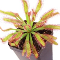Drosera 'Hercules'