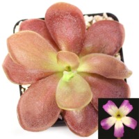 Pinguicula agnata 'Red Leaf' x rectifolia