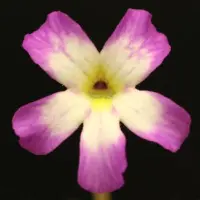 Pinguicula agnata 'Red Leaf' x rectifolia Butterwort Carnivorous Plants