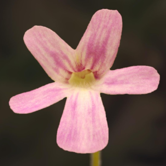 Pinguicula 'Fraser Beaut' Butterwort Carnivorous Plants