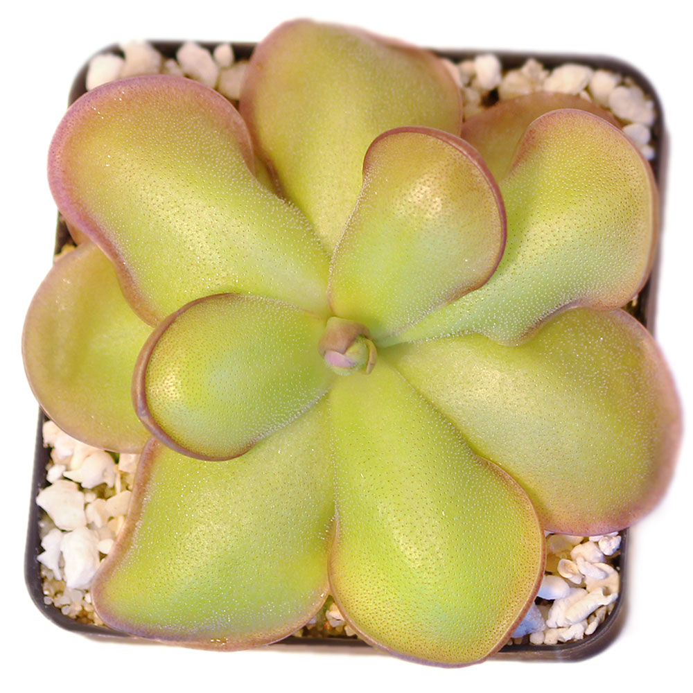 thumbnail image 2 of Pinguicula Hemiepiphytica X Cyclosecta – Live Carnivorous Butterwort Plant 2 of 5