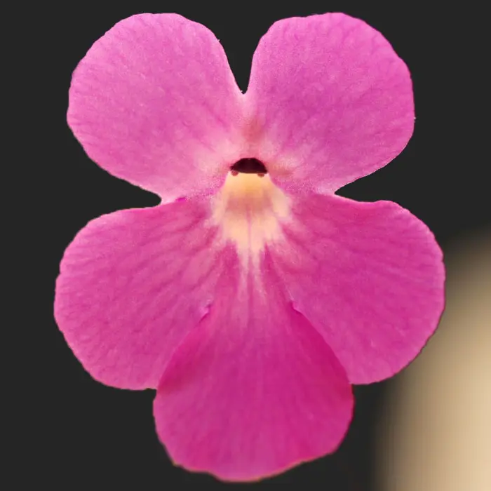 Pinguicula hemiepiphytica - Mexican Butterwort | Curious Plant