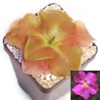 Pinguicula 'John Rizzi'