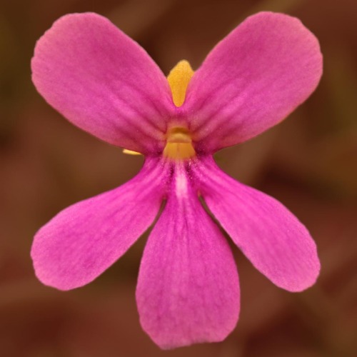 Pinguicula 'Kewensis' Mexican Butterwort Curious Plant